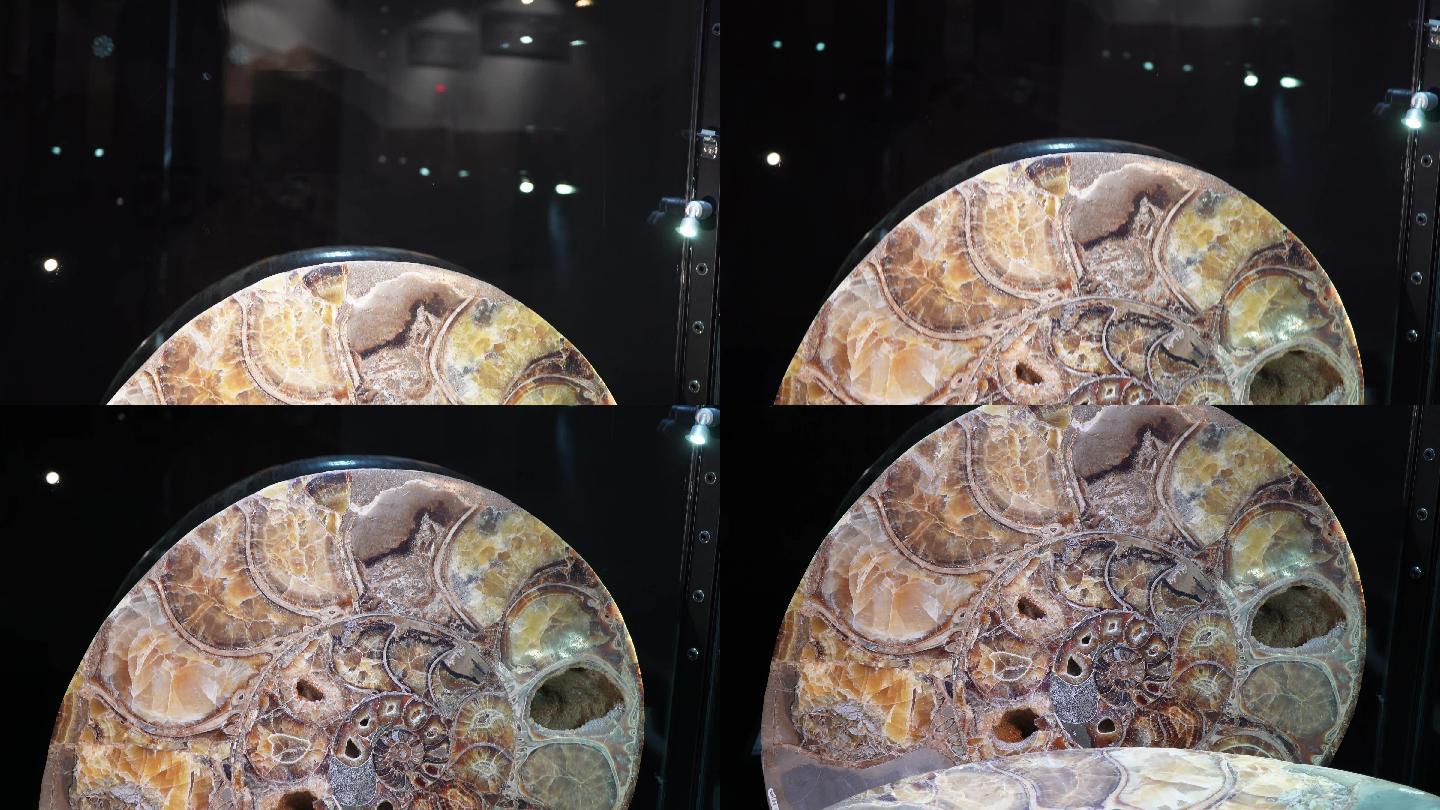 鹦鹉螺化石远古化石 (2)