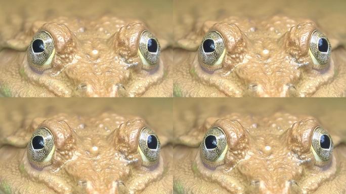 青蛙眼眼珠