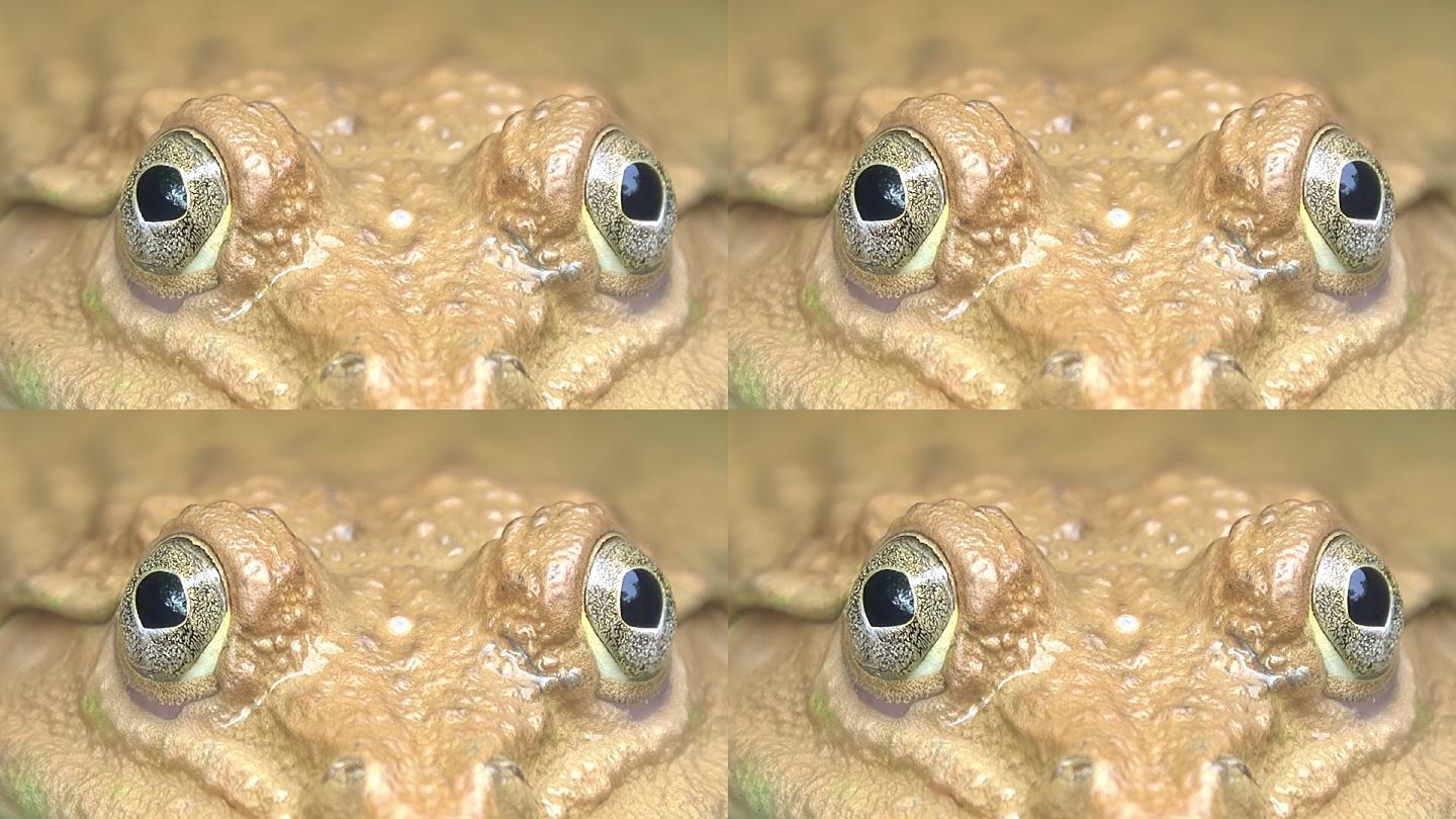 青蛙眼眼珠