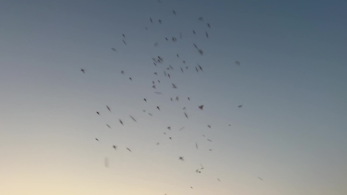天空中团聚的蚊子们