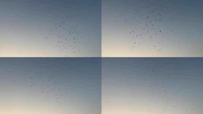 天空中团聚的蚊子们
