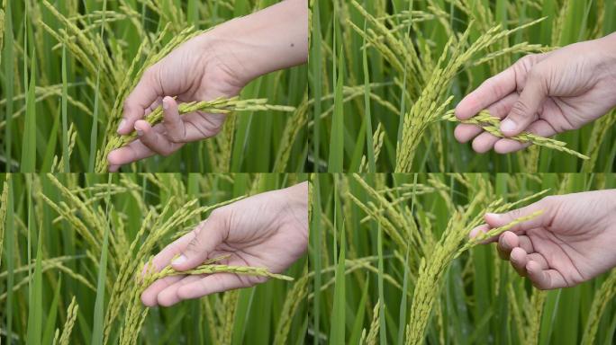 大米检查稻谷生长情况稻谷特写农作物粮食