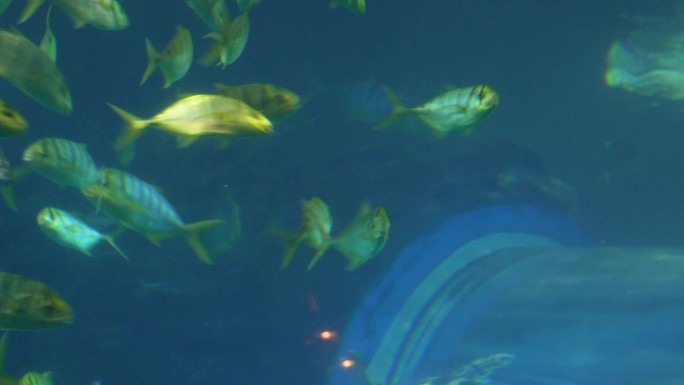 大自然水世界生态平衡海洋鱼类 (6)