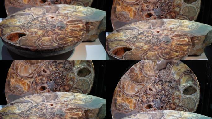 鹦鹉螺化石远古化石 (3)