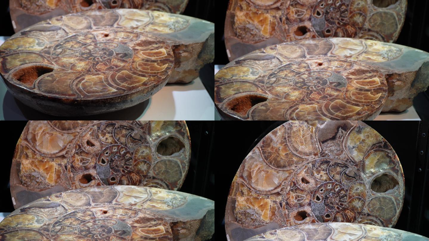 鹦鹉螺化石远古化石 (3)
