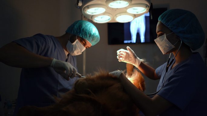 在手术过程中，助手将手术工具交给兽医
