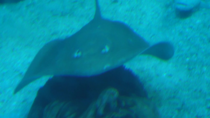 赤魟太平洋扁鲨深海鱼类 (6)