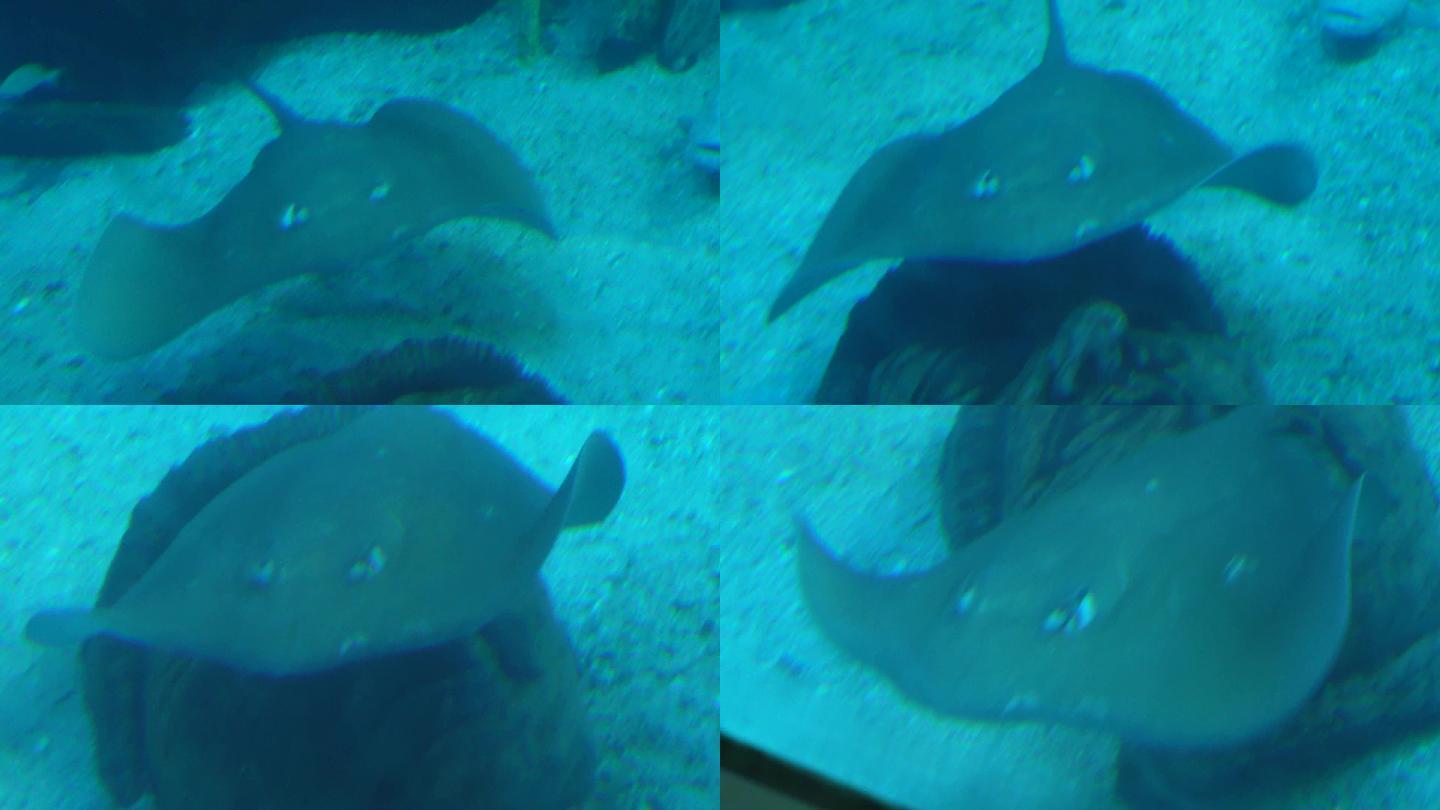 赤魟太平洋扁鲨深海鱼类 (6)