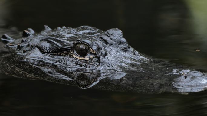 短吻鳄：佛罗里达州大沼泽地国家公园