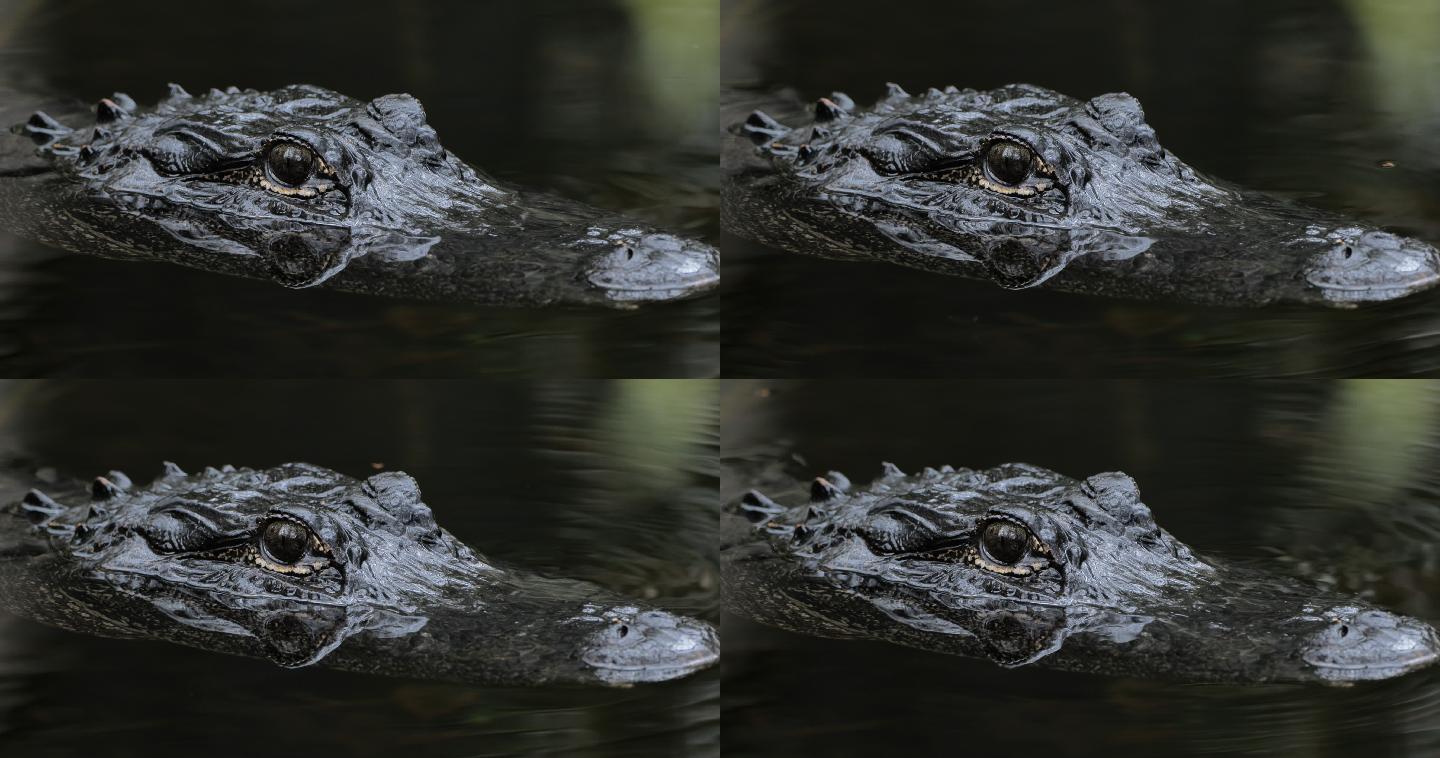 短吻鳄：佛罗里达州大沼泽地国家公园