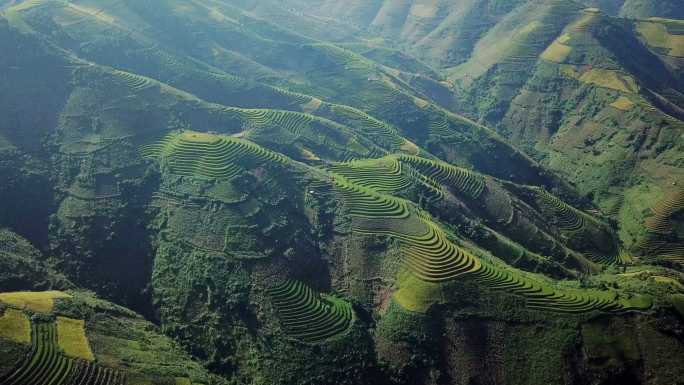 鸟瞰越南西北部的梯田稻田，越南延白省木仓寨的收获季节稻田