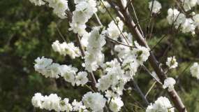 白色梅花腊梅鲜花花朵 (2)视频素材