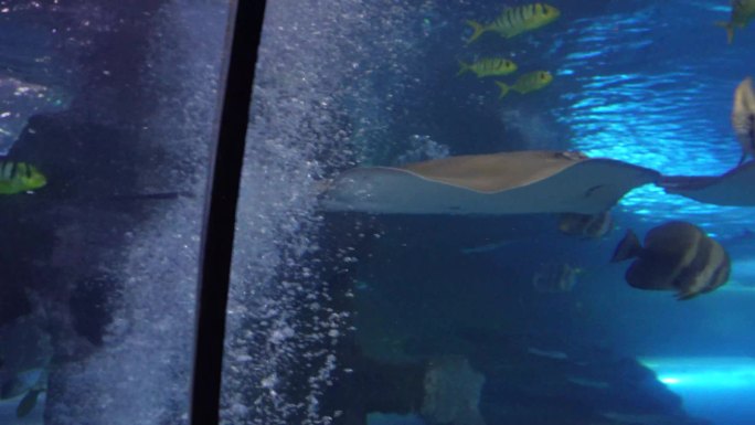 赤魟太平洋扁鲨深海鱼类 (7)
