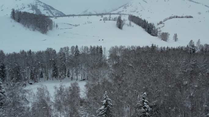 阿勒泰禾木雪景