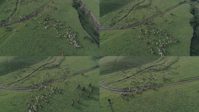 航拍新疆伊犁尼勒克百里画廊的羊群