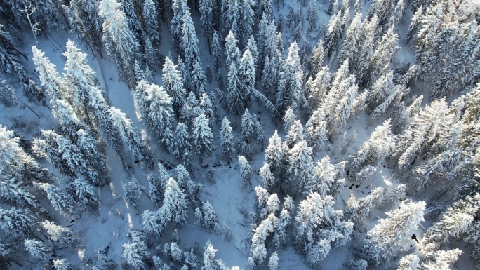 阿勒泰喀纳斯雪景