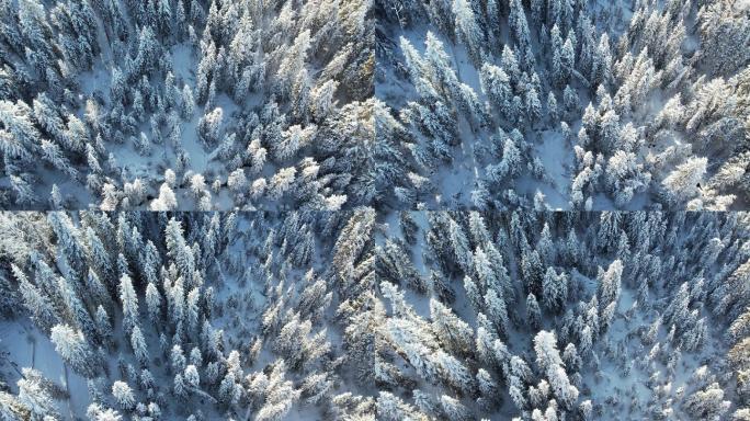 阿勒泰喀纳斯雪景