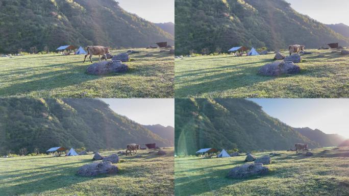 清晨大山中的露营帐篷和动物牛