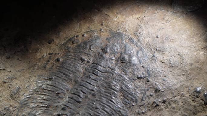 三叶虫化石远古考古 (4)