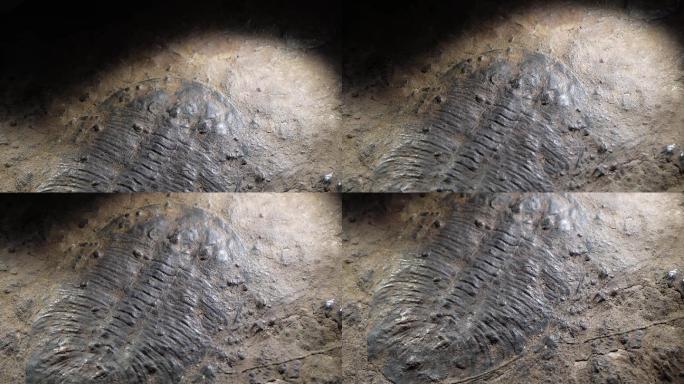 三叶虫化石远古考古 (4)