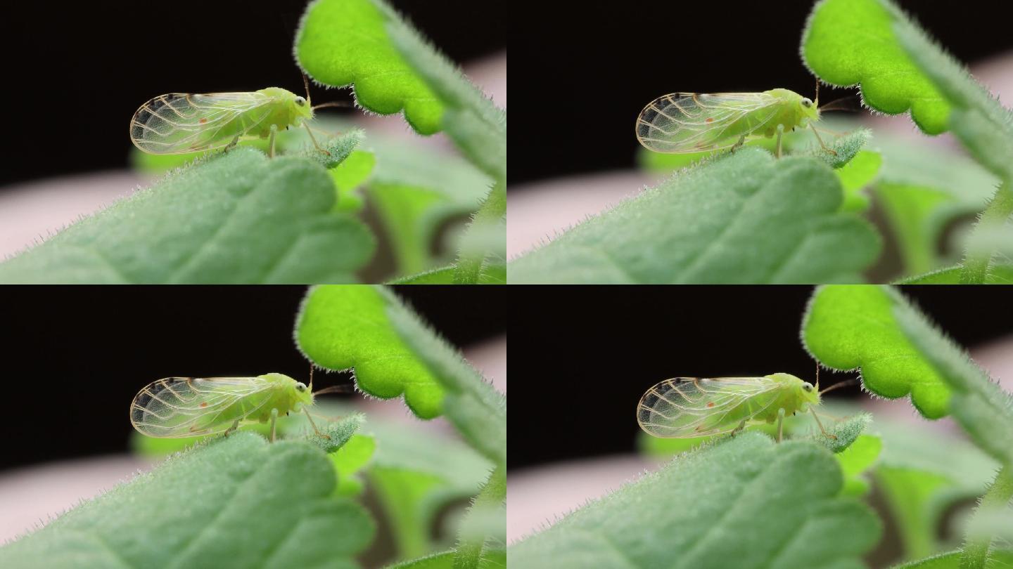 昆虫微距特写镜头