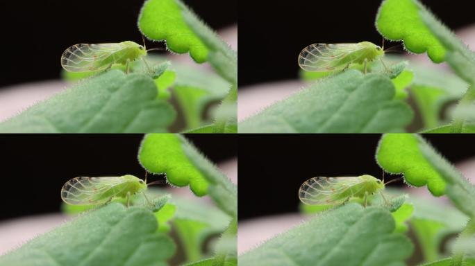 昆虫微距特写镜头