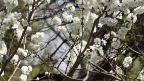 白色梅花腊梅鲜花花朵 (4)视频素材