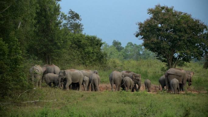 亚洲象群在泰国考艾国家公园玩耍，令人惊叹