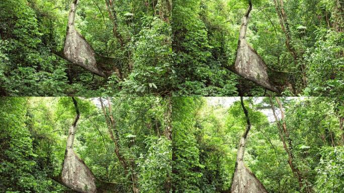 思巴树热带雨林