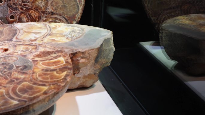 鹦鹉螺化石远古化石 (5)