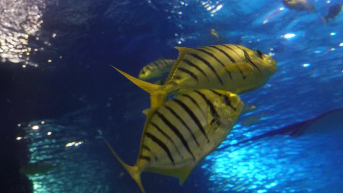 动物园海底世界巨型深海鱼类 (6)