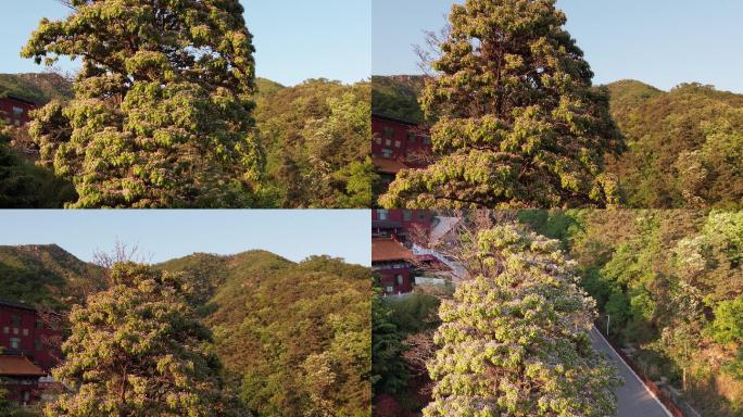 威海里口山满树花开的楸树