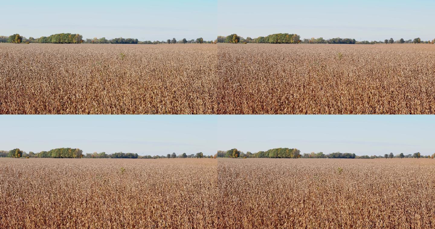 秋季4k分辨率视频背景下的大豆田