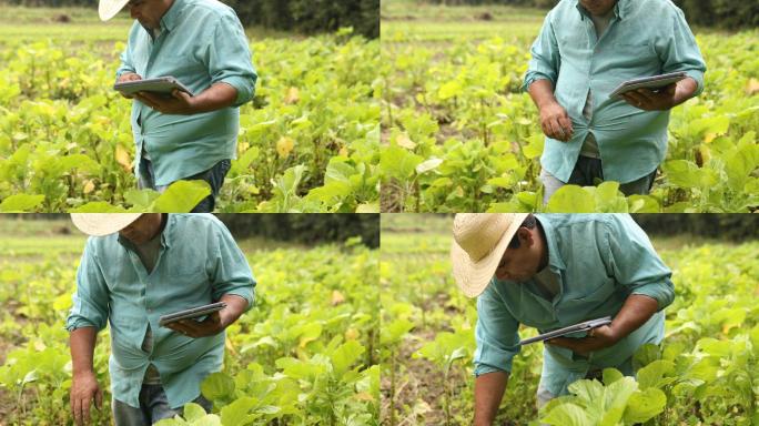 农民检查种植园并使用平板电脑