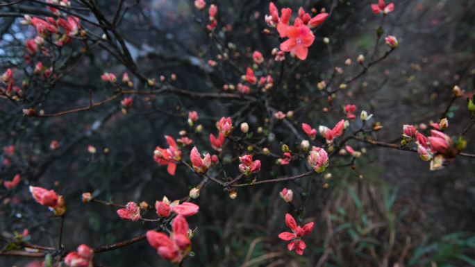 山上盛开的杜鹃花花海生态环境美丽家园映山