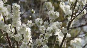 白色梅花腊梅鲜花花朵 (3)视频素材