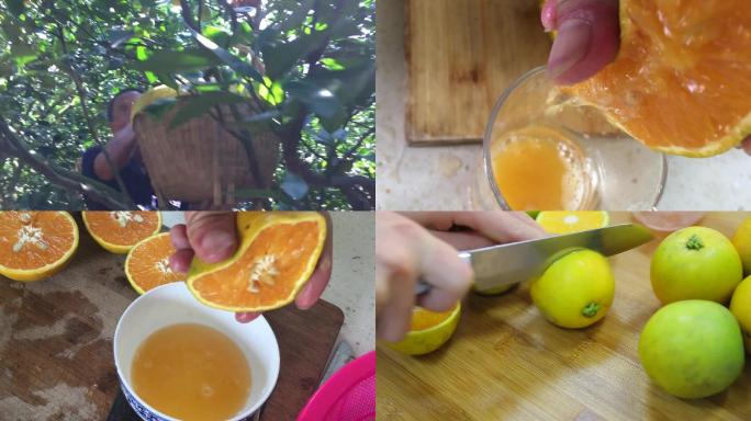 夏橙采摘洗果榨汁