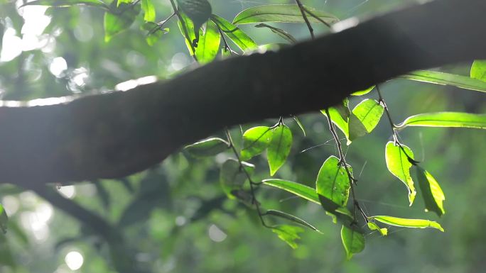 热带雨林