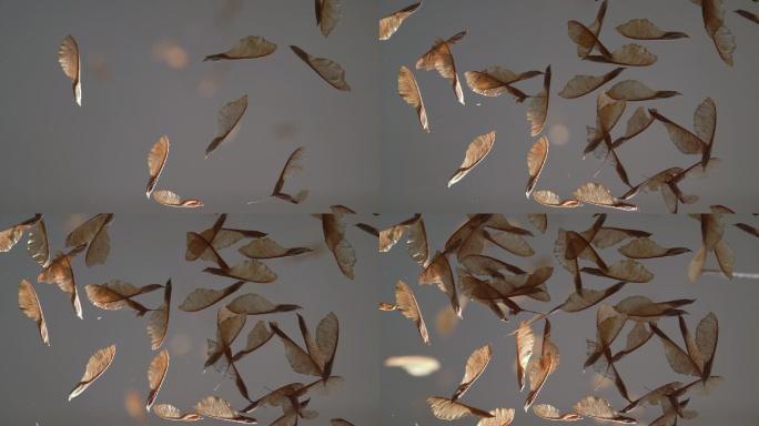 飞行枫树种子的低角度慢动作视频