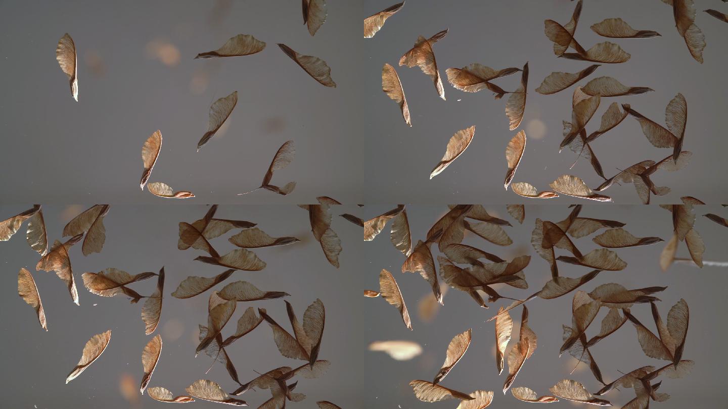 飞行枫树种子的低角度慢动作视频