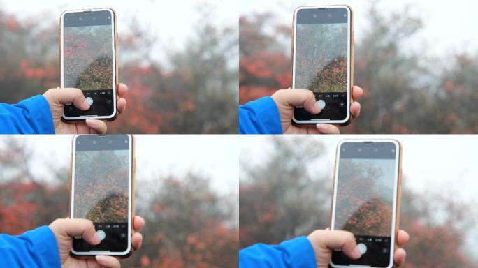 山上盛开的杜鹃花实拍拍摄过程苹果手机