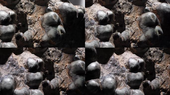 鹦鹉螺远古史前海洋生物化石 (5)