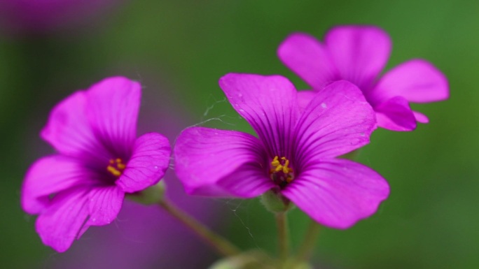 关节酢浆草鲜花