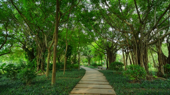 热带植物森林公园林荫大道林间小路