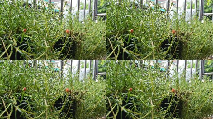 雨淋马齿苋草本植物可入药清热利湿