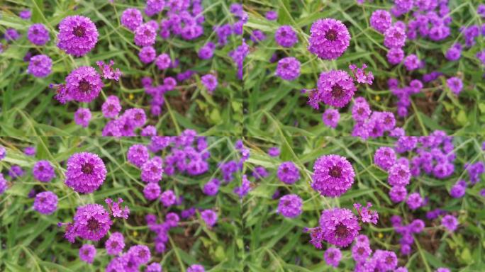 柳叶马鞭草 自然 紫色 春天  公园