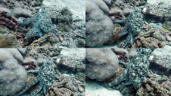 章鱼在触须上行走罕见的动物行为