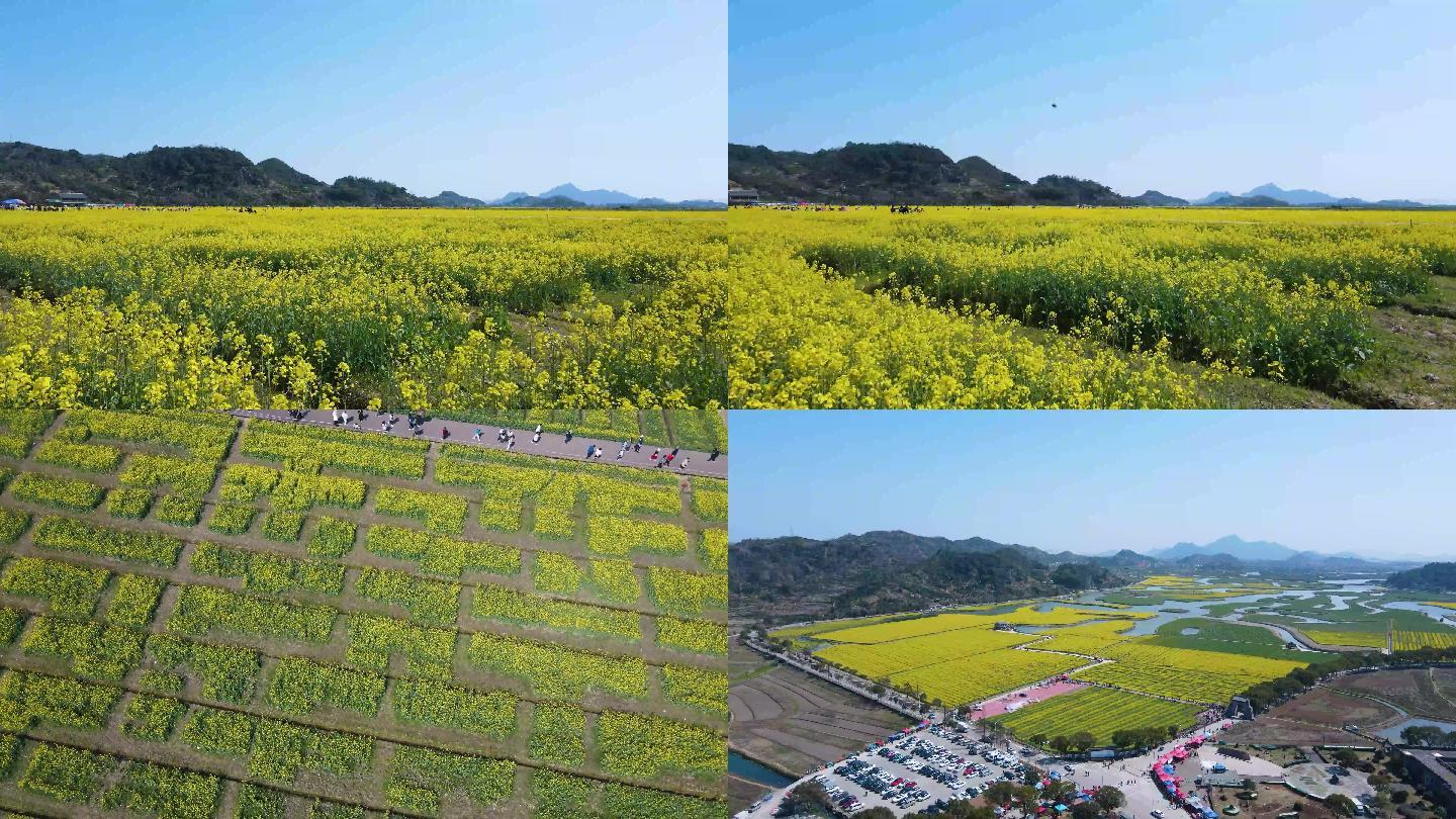 桃江十三油菜花4K素材