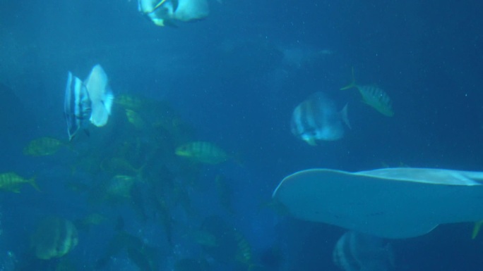 赤魟太平洋扁鲨深海鱼类 (2)