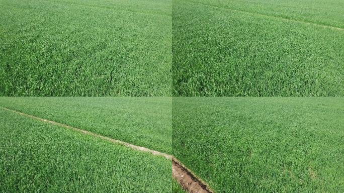 俯拍大片麦苗